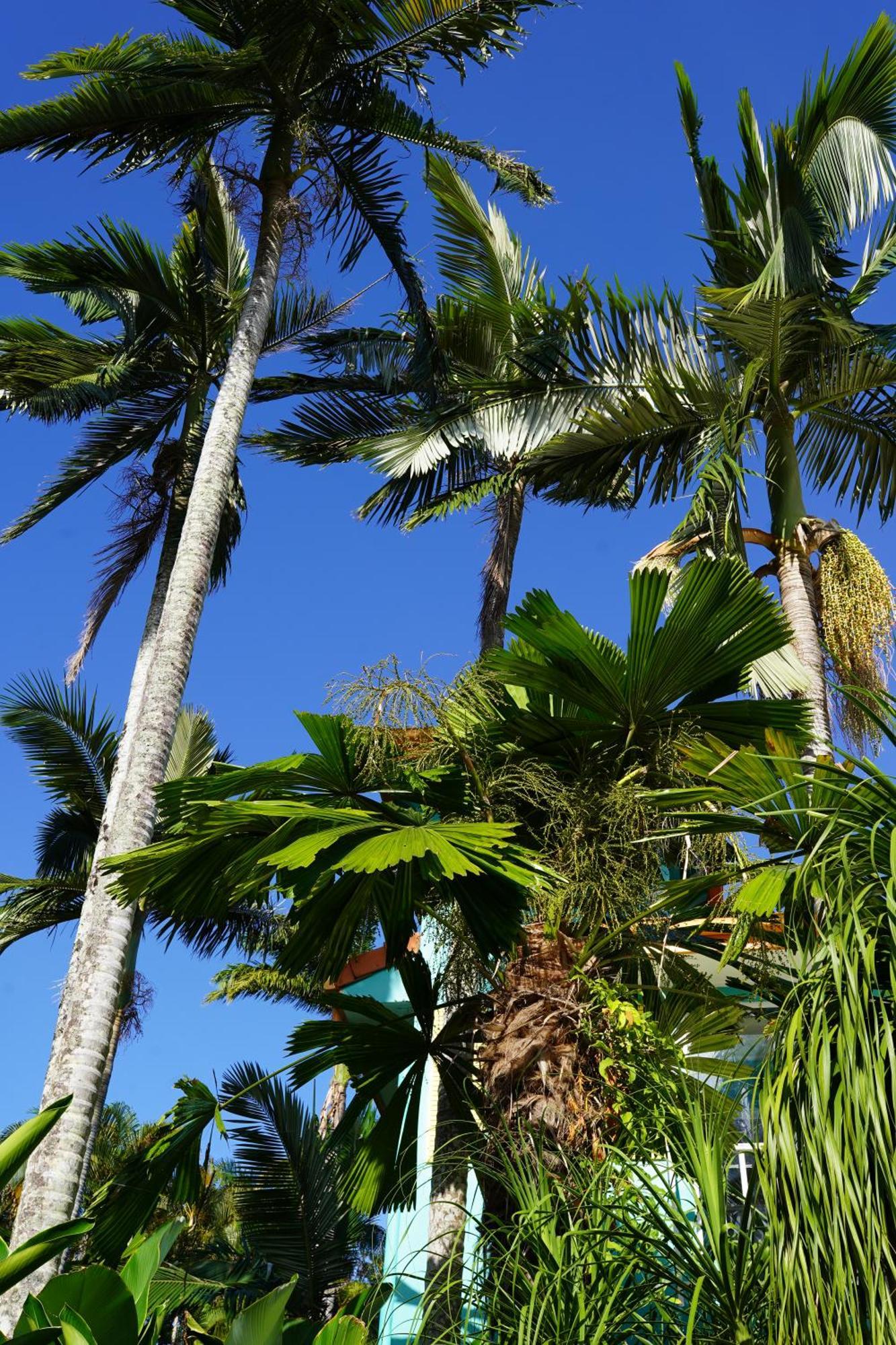 Casa Papaya Adults Only Apartment Port Douglas Esterno foto